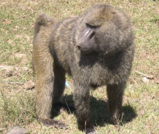 Anubispavian, Nähe Nakuru