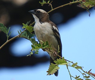 Augenbrauenweber, Plocepasser mahali, White-Browed Sparrow Weaver, Tsavo Ost National Park