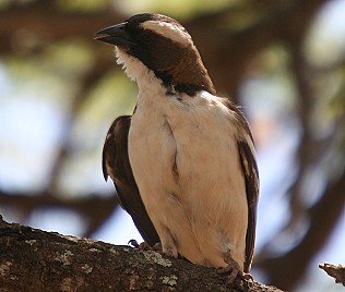 Augenbrauenweber, Tsavo West