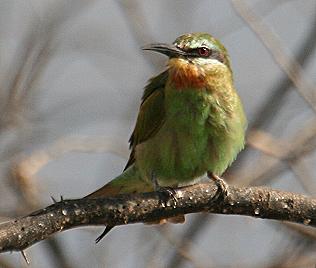 afrikanischer Blauwangenspint, Merops superciliosus