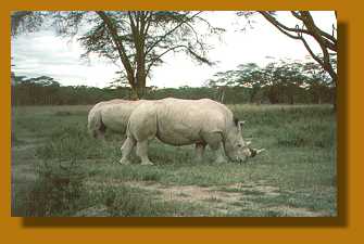 Breitmaulnashorn, Lake Nakuru National Park