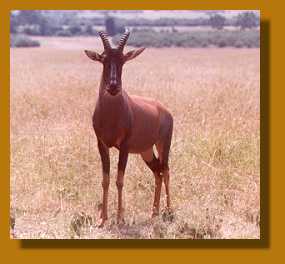 Leierantilope, Masai Mara