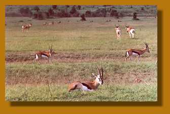 Tomsongazellen, Masai Mara