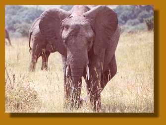 Elefant, Masai Mara