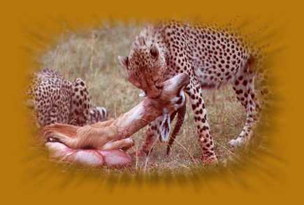 Gepraden bei der Jagd auf Tomsongazellen, Masai Mara