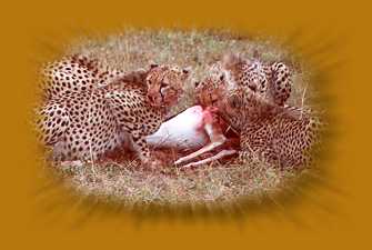 Gepraden bei der Jagd auf Tomsongazellen, Masai Mara