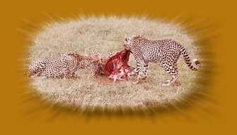 Gepraden bei der Jagd auf Tomsongazellen, Masai Mara