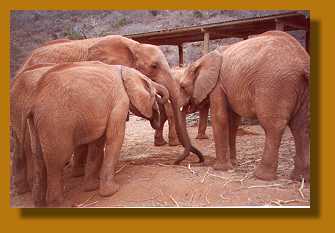 Elefanten Waisen in Voi, Tsavo ost National Park