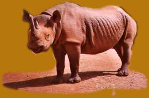 Spitzmaulnashorn Magnum, Nairobi National Park