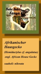 Boko Boko Kikambala, Afrika individuell