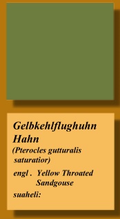 Gelbkehlflughuhn