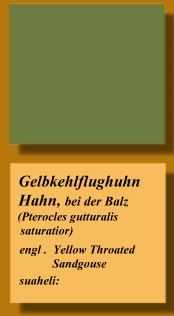 Gelbkehlflughuhn