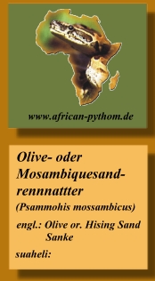 African Python