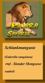 Kiwara Safaris Ltd.