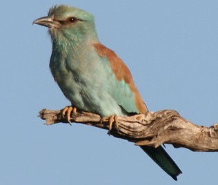 Blauracke, Common Roller, Coracias garrulus, Tsavo Ost