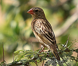 Blutschnabelweber, Quelea quelea, Red-Billed Quelea, Tsavo Ost National Park