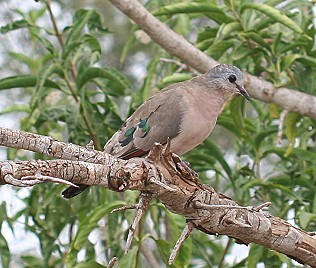 Bronzeflecktaube, Tsavo West National Park