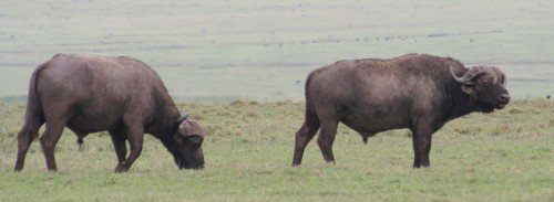 Kaffernbüffel im Ngorongoro Crater