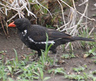 Rotschnabelbüffelweber, Bubalornis niger, Red-Billed Buffalo Weaver, Lake Ndutu / Tansania