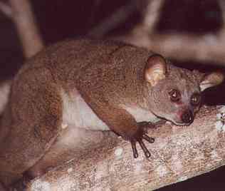 Bushbaby im Boko Boko