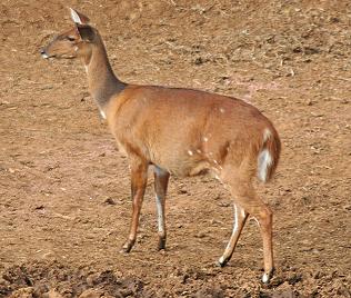 tragelaphus scriptus, Bushbock, weiblich