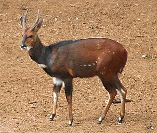 tragelaphus scriptus, Bushbock, männlich