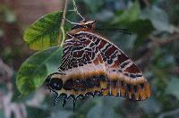 Charaxes acuminatus