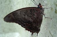 Charaxes guderiana