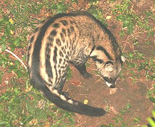 Zibetkatze, Civettictis civetta, African Civet