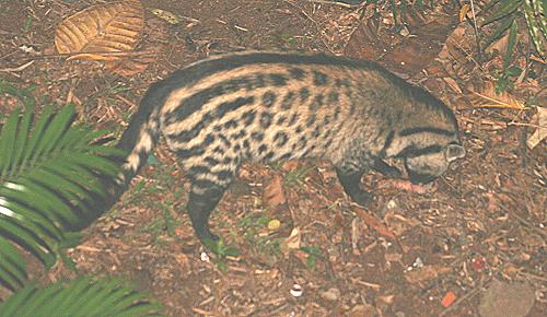 Zibetkatze, Civettictis civetta, African Civet