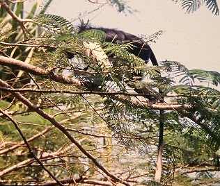 Colobus and der Küste Kenyas