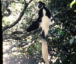 Colobus Affe am Mount Kenya