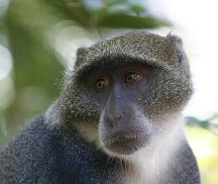Weißkehlmeerkatze, Küste