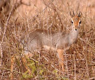 Dik Dik, Tsavo Ost