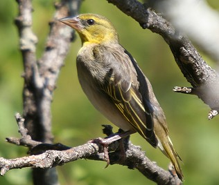 Dorfweber Henne, Tsavo West