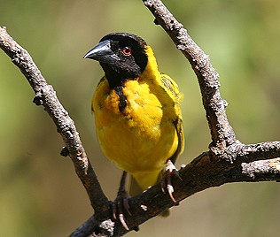 Dorfweber, Ploceus cucullatus, Layards Black Headed Wever