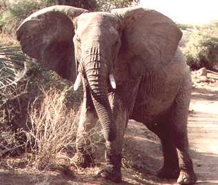 Elefant im Samburu Reservat