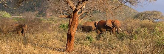 rote Elefanten im Tsavo