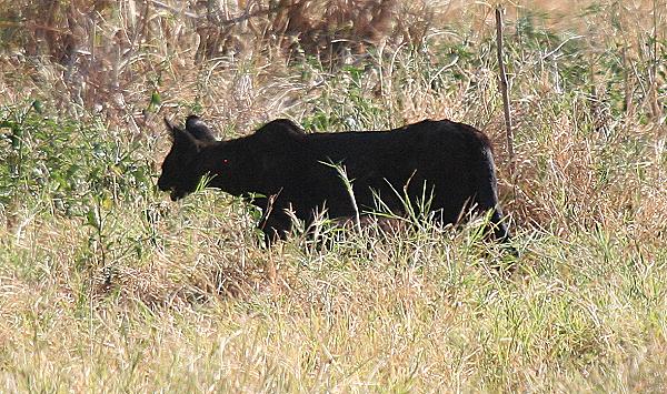 black serval, felis serval