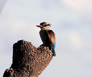 Streifenliest, Striped Kingfisher, Halcyon chelicuti