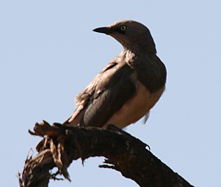 Fischerglanzstar, Spereo fischeri, Fischer´s Starling