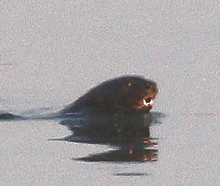 Fleckenhalsotter, Hydrictis maculicolli