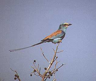 Senegalracke, Coracias abyssinica, Abyssinian Roller, Tsavo Ost