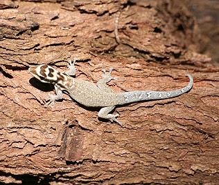 Weisskopf Zwerggecko, Lygodactylus picturatus