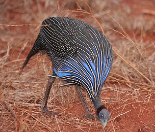 Geierperlhuhn, Acryllium vulturinum, Vulturine Guineafowl