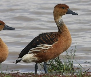 Gelbe Pfeifgans oder Gelbbrustpfeifgans (Dendrocygna bicolor), Fulvous whistling duck