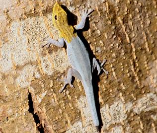 Gelbkopf Zwerggecko, Lygodactylus luteopicturatus
