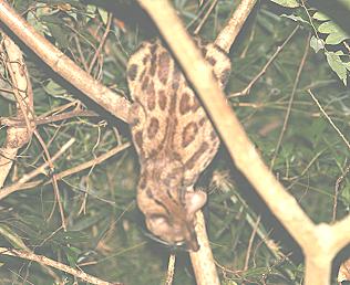 genetta tigrina, Großfleck Ginsterkatze