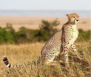Gepard, Acinonyx jubatus, cheetah Masai Mara