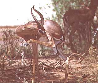 Gerenunk Männchen, Samburu Reservat